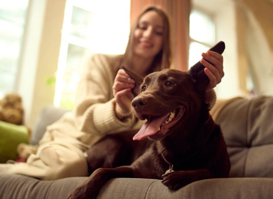 Pet approval requests: Assessment criteria and reasonable refusals