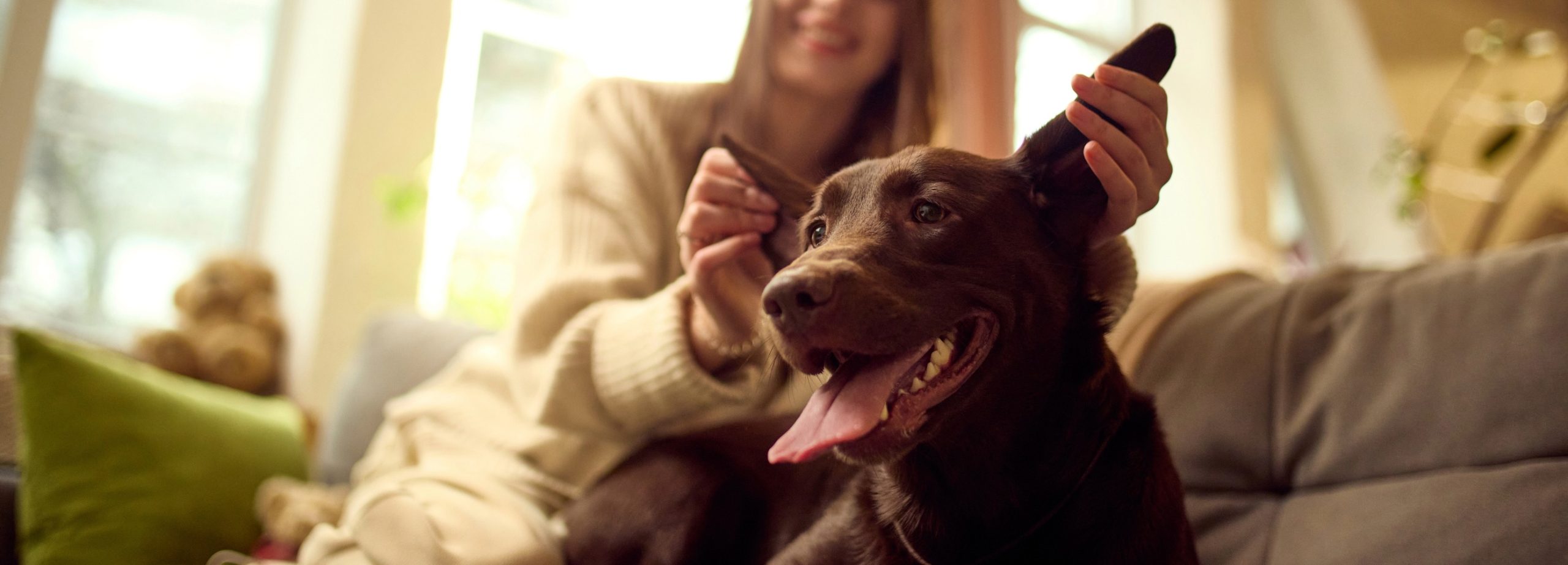 Pet approval requests: Assessment criteria and reasonable refusals