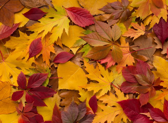The autumn deadline student tenants need on their radar